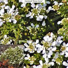 Plant A Day John Connors On Instagram Candytuft Snow Cone Iberis Sempervirens Snow Cone Type Evergreen Perennial Groundcover Exposure Full Sun Water