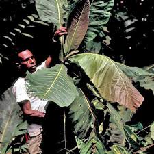 Image result for Ficus demeusei