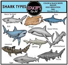 Black And White Cute Black And White Shark Clipart This Is A Set Of Images Connected With Shark Types The Images Included In This Set Are Tiger Shark Angel Black Tip Reef Colour B Art Bundle Shark Clip Art