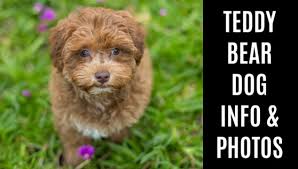 Learn more about our teddy bear puppies for sale near charlotte, nc. Teddy Bear Dog Breed Info And Photos Spoiled Hounds