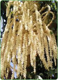 Date palm wikipedia / check spelling or type a new query. The Queen Palm Syagrus Romanzoffiana Cove Farms Wholesale Palm Tree Grower