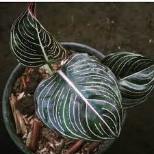 Maybe you would like to learn more about one of these? Aglaonema Rotundum Aceh Daun Hitam Tanaman Hias Shopee Indonesia