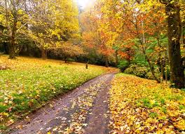 Bos Herfst Landschappen Grote Muurschildering Behang Slaapkamer Woonkamer Tv Achtergrond Muur Papaer 3d Behang Ma Landschappen Muurschildering Behang 3d Behang