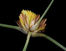 Image result for Cyperus obtusiflorus