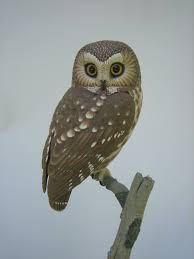 Birds Of North Idaho Northern Saw Whet Owl 7 8 Inhabit Mountainous Areas Of Idaho They Hunt Mice Sized Mammals Birds Bats Amphibians And Can Saw Whet Owl Owl Bird Carving