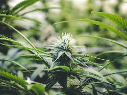 In the vegetative stage, your plants need about 18 hours of lights on, 6 hours of lights off. Understanding The Cannabis Light Cycle To Improve Yield Ganjapreneur