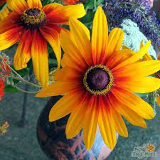 Rudbeckia Seeds Gloriosa Daisy Gloriosa Daisy Flower Seeds Periannual Flowers