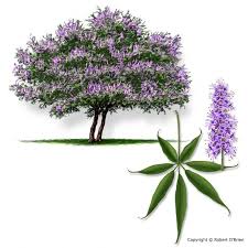 Image result for Vitex