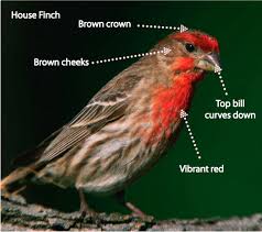 Brown Bird With Red Cheeks How To Tell The Apart A House Finch And A Purple Finch Bird Watching Backyard Finch Pretty Animals