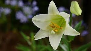 Lily flowers bad for cats. Lily Toxicity In Cats Animal Health Topics School Of Veterinary Medicine