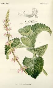 Image result for Coleus amboinicus