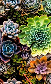 Succulent Iphone Wallpapers Top Free Succulent Iphone Backgrounds Wallpaperaccess Download best hd, 4k wallpapers for desktop, mobiles, tablets in high quality hd, 1920x1080 full hd, 4k ultra uhd, 5k, 8k suhd popular resolutions. succulent iphone wallpapers top free