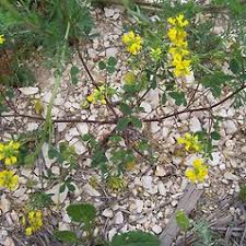 Image result for Trigonella anguina