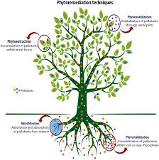 Image result for Microchloa altera