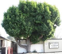 Fern pine adds an instant tropical flair to the landscape. Podocarpus Fern Pine A Monster