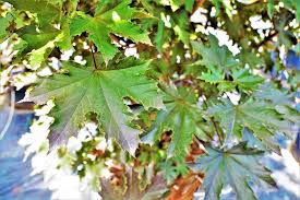 Bir ağacın renginin nasıl değiştiğini anlamak için, bahçıvanların bu sıra dışı renkleri nasıl elde ettiklerini anlamanız gerekir. Agac Ve Peyzaj As Twitterissa Kirmizi Cinar Yaprakli Akcaagac Acer Platanoides Crimson King Boyu 6 10 M Sik Dalli Yaprak Doken Kisa Boylu Bir Agactir Turba Ve Batakliklar Disinda Her Turlu Toprakta Yetisir