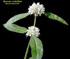 Image result for Spermacoce verticillata