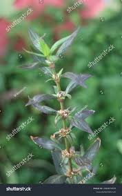 Image result for Spermacoce mauritiana