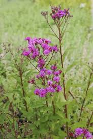 Image result for Vernonia schlechteri