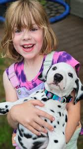 We brought our dalmatian home today