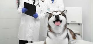 They will continue to grow, too. Best Pet Grooming Services In Sharjah Vet Grooming Salon Uae