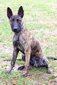 Maybe you would like to learn more about one of these? Adopt Karev 1923 On Petfinder Dutch Shepherd Dog Badass Dogs Malinois Puppies For Sale