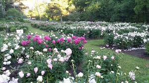 No matter the time of year, the large sundial in the center of the peony garden strikes a whimsical tone, serving as a nod to the legacy of this beautiful garden space. Pin On Local Things To Do