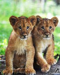 Utica Zoo Zoo Animal Lover Baby Animals