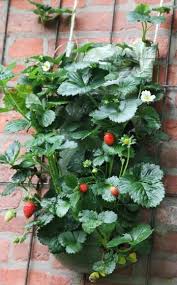 Kreativ Idee Ein Pflanzsack Fur Erdbeeren Pflanztuten Pflanzideen Pflanzen