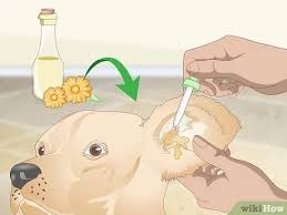 What is the best ear medication for dogs? 3 Ways To Treat Dog Ear Infections Naturally Wikihow Pet