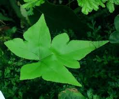 Image result for Doryopteris concolor