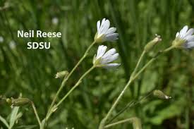 Image result for Cerastium indicum