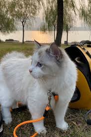 Male Vs Female Ragdoll Cats Which Are Better Cats To Own As Pets In 2020 Ragdoll Cat Cats Cute Cats And Kittens