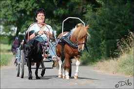 Ahumada 25 falabella mujer, ahumada 165 falabella electrohogar y hombres, ahumada 366 falabella niños, ahumada 280 centro financiero cmr, viajes y seguros falabella. Hund Pony Mensch Foto Bild Tiere Tier Und Mensch Natur Bilder Auf Fotocommunity