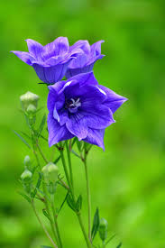 75 Flowers With Surprising Meanings - Meanings of Flowers