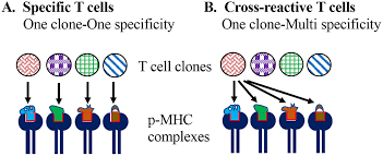 Maybe you would like to learn more about one of these? Frontiers Heterologous Immunity Role In Natural And Vaccine Induced Resistance To Infections Immunology