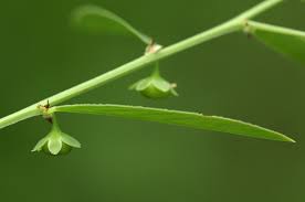 Image result for Phyllanthus maderaspatensis