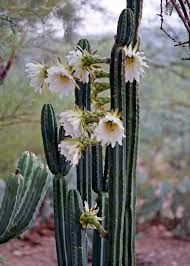 Gardening of the cactus and caring for. Pin On Columnar Cacti