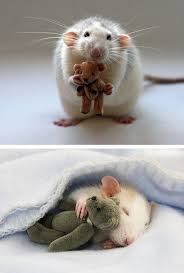 I Don T Even Know If These Are Real Hope So Cute Animals Baby Animals Animals
