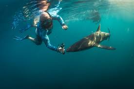 Shark Diving In Cabo San Lucas Cabo Pulmo La Paz Mexico