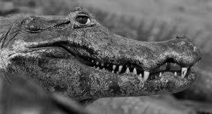 Bird Cleaning Crocodile Teeth Youtube Https Encrypted Tbn0 Gstatic Com Images Q Tbn 3aand9gcqy5izvkiunony6jv9irm Uejqkjehd954w5a Usqp Cau