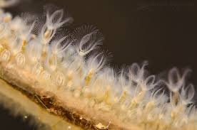 Image result for Cleistochlamys