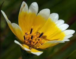 Image result for Chrysanthemoides