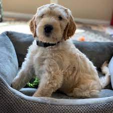 We did not find results for: Texas Australian Labradoodles Adoption Process Adopt A Labradoodle