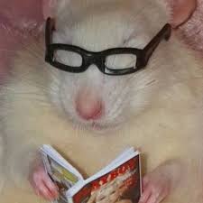 Hamster Icons Explore Tumblr Posts And Blogs Tumgir