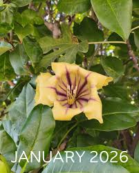 Image result for Solandra maxima