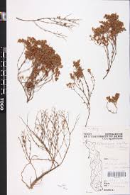 Image result for Polycarpaea eriantha
