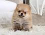Teacup Pomeranian Puppies for Sale | Micro Toy Pomsky ...