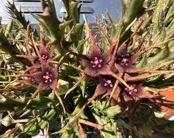 Image result for Orbea caudata