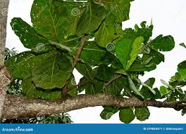 Image result for Loganiaceae